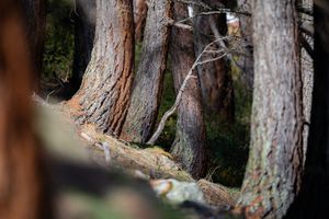 Beyond the Jungle – A Visual Journey into the Depths of Nature