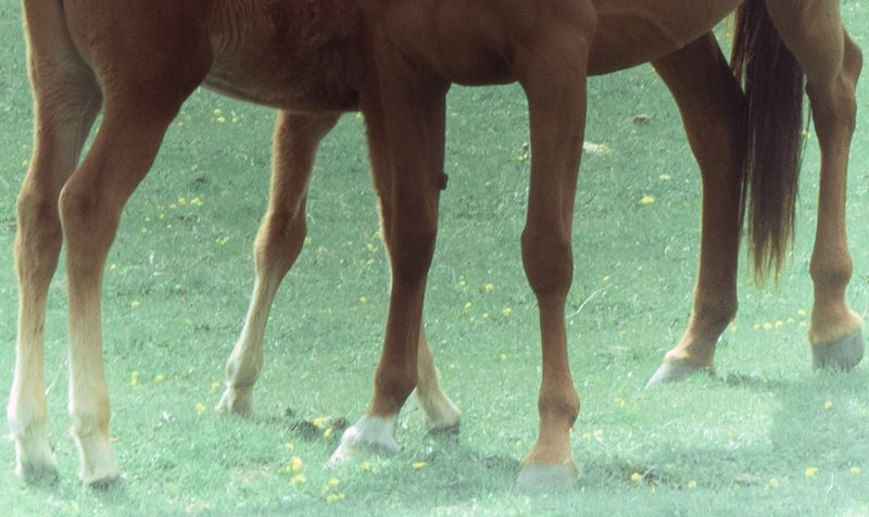 © Natalia Bolshakova - Image from the “Mommy, You Are a Horsie” photography project