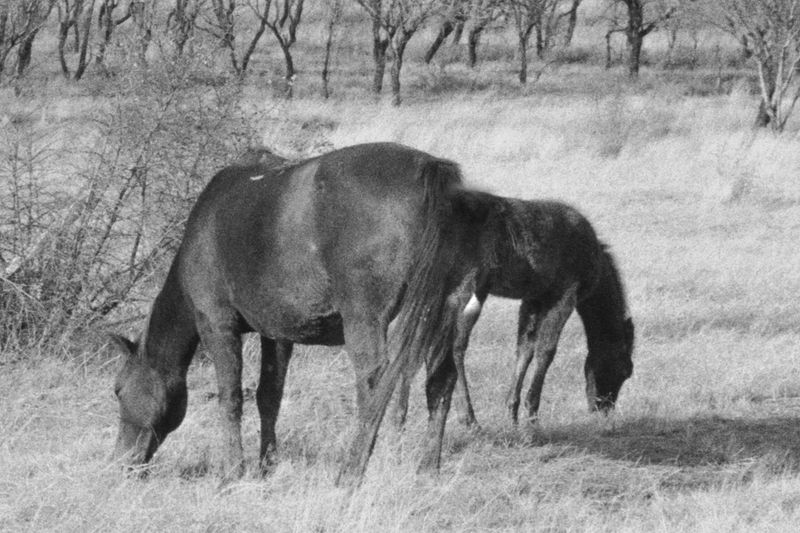 © Natalia Bolshakova - Image from the “Mommy, You Are a Horsie” photography project