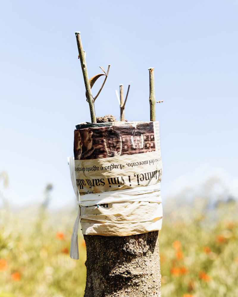 © Guglielmo Cherchi - Image from the Garden of Elsewheres photography project