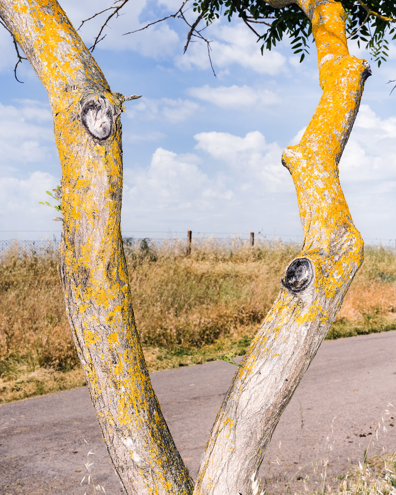 © Guglielmo Cherchi - Image from the Garden of Elsewheres photography project