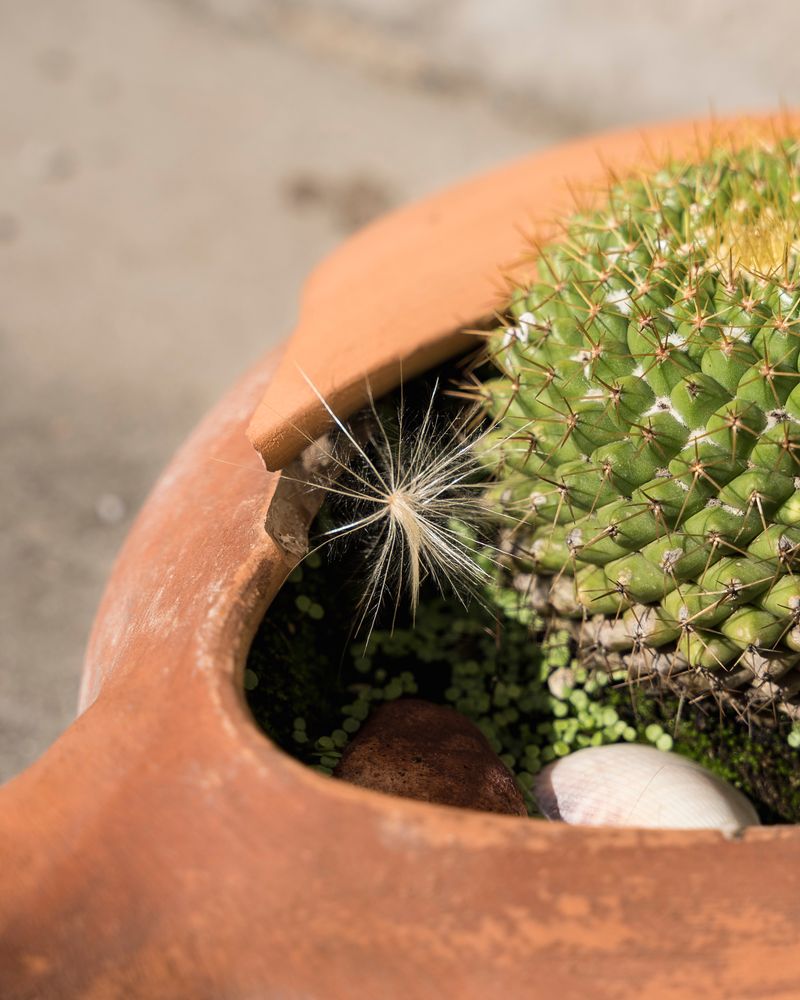 © Guglielmo Cherchi - Image from the Garden Of Elsewheres photography project