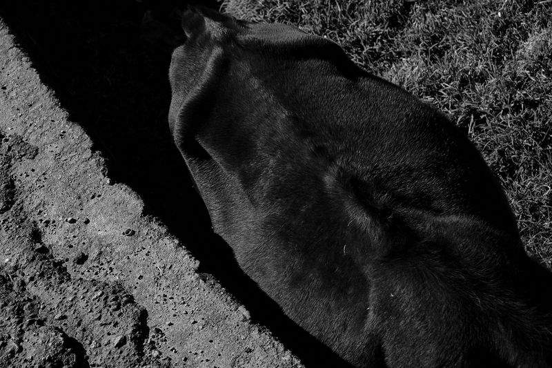 © Jahel Guerra Roa - Skinny cow, like some many in Venezuela, they are also hungry. Los Andes, Venezuela.