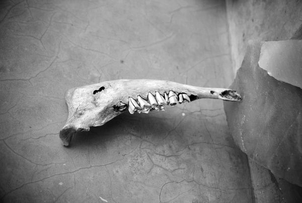 © Ayline Olukman - teeth