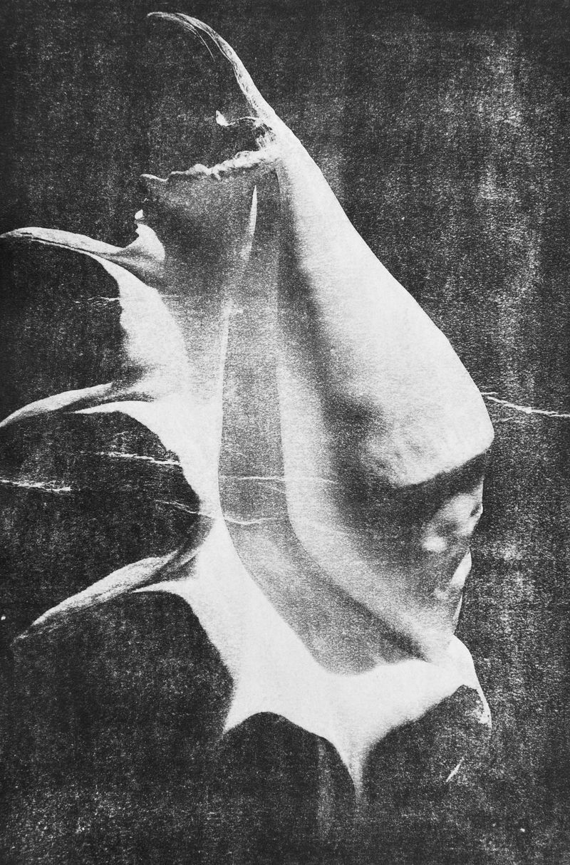 © Ayline Olukman - Image from the Our wild lives II photography project