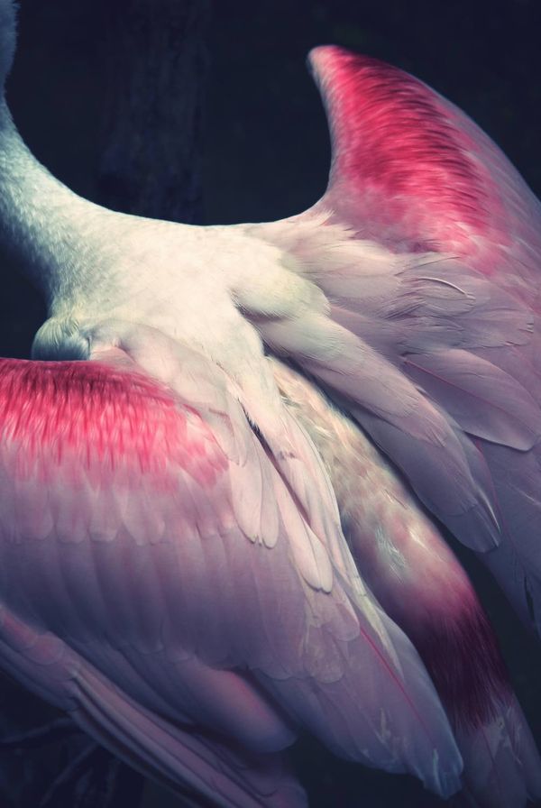 © Ayline Olukman - wings