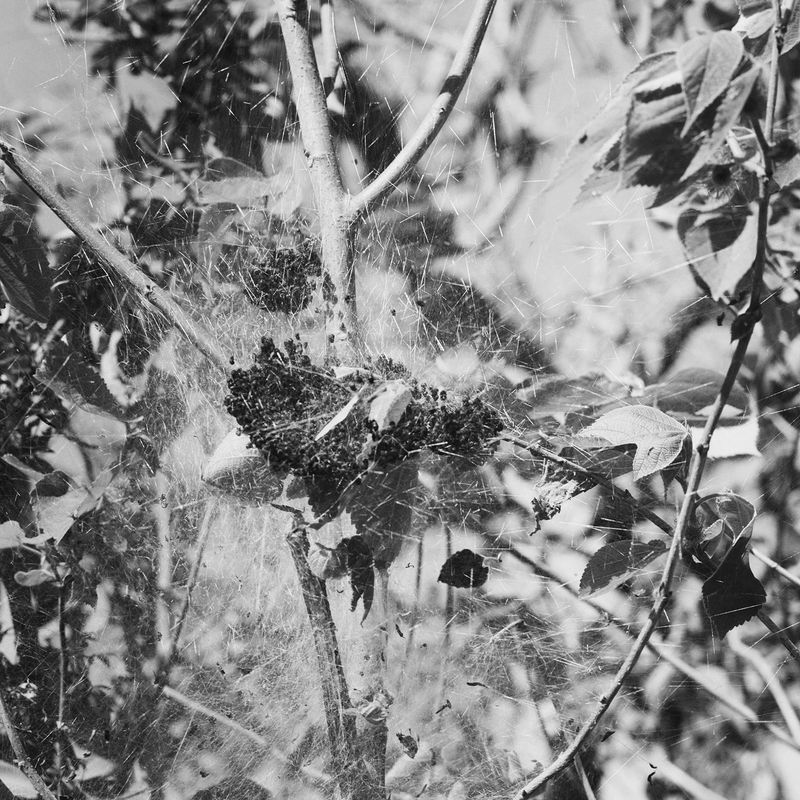 © Paula Herrera Nóbile - Social spiders, common name: "Ñanduty"