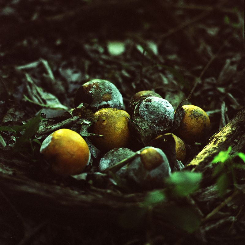 © Paula Herrera Nóbile - wild lemon