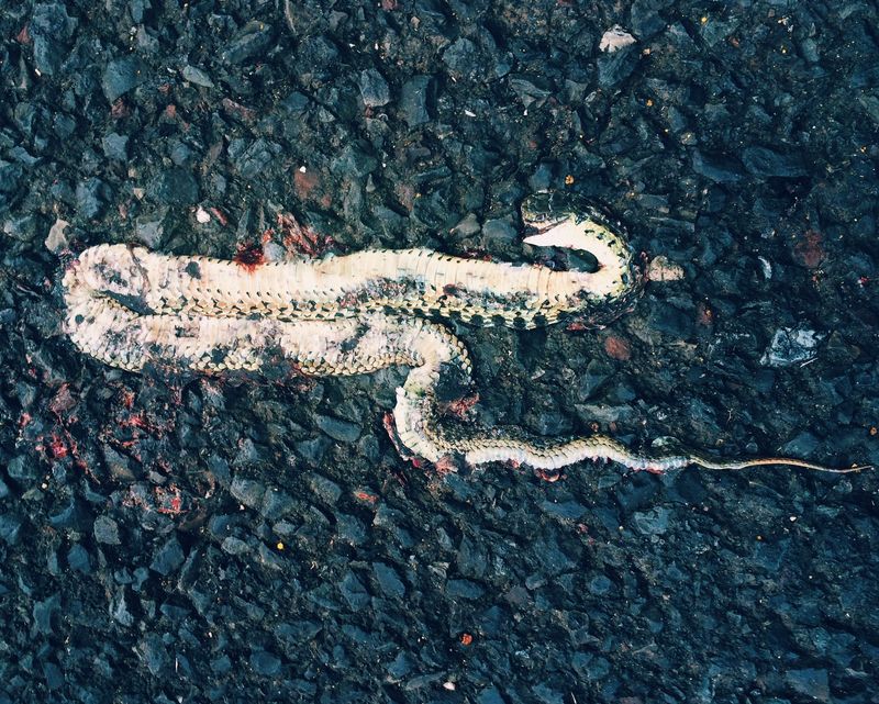 © Andrea Wise - Image from the Hysteria photography project