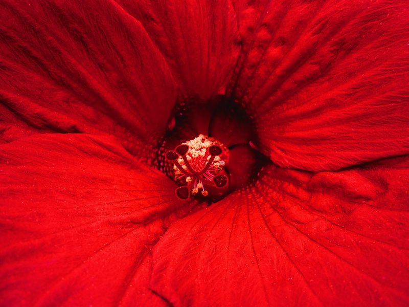 © Andrea Wise - Image from the Hysteria photography project