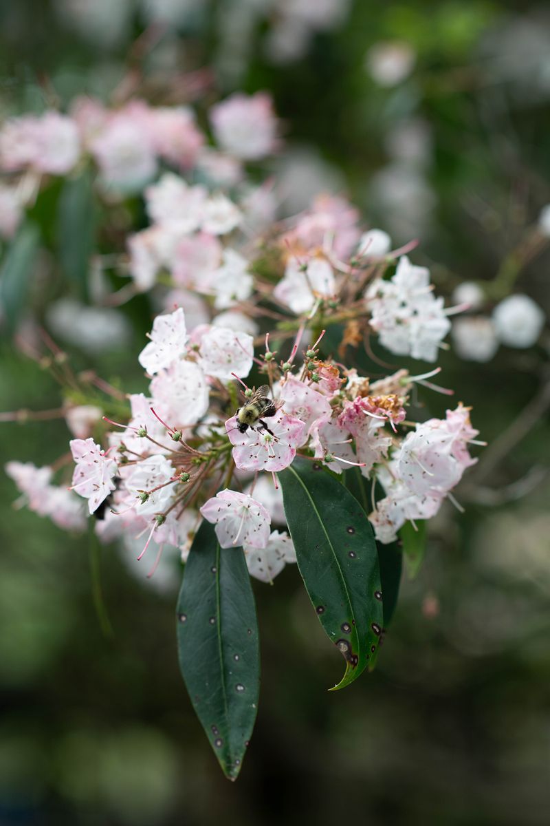 © Alice Proujansky - Mountain Laurel, Long Pond, PA, 2023. Inkjet Print, 4 x 6 in.