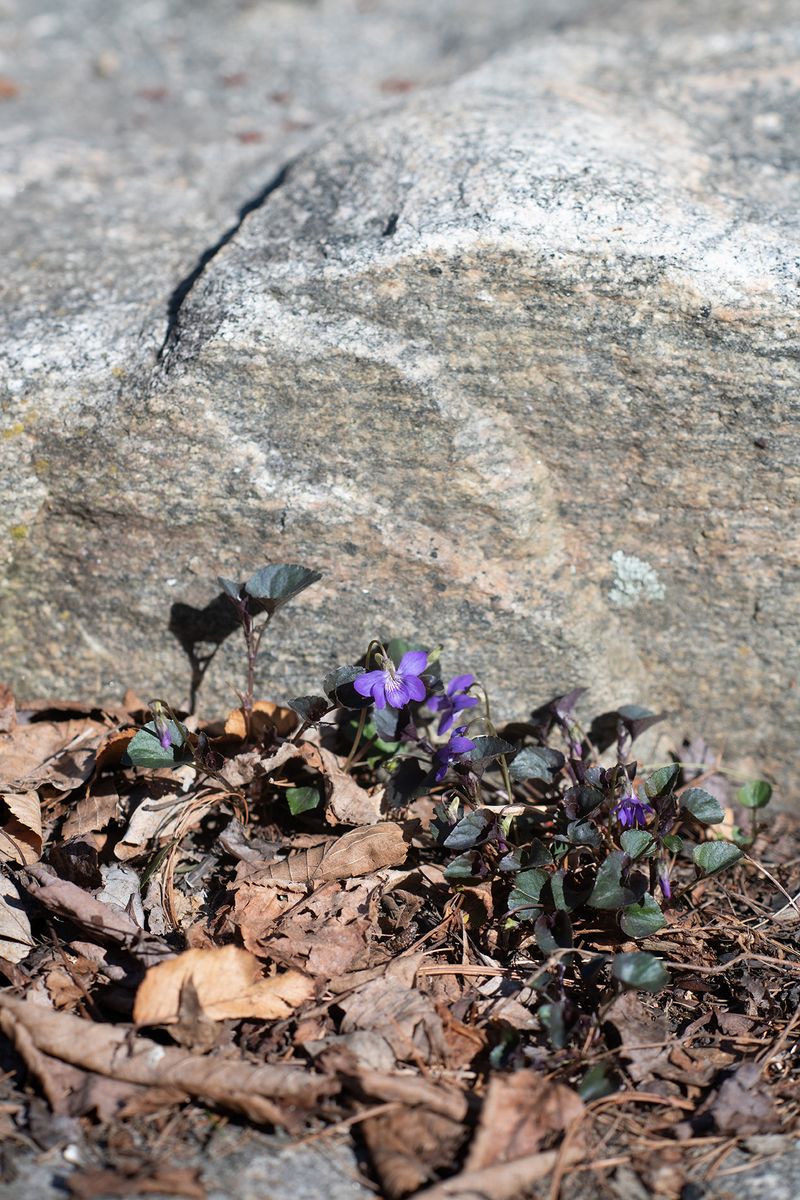 © Alice Proujansky - Violas, Leverett, MA, 2024. Inkjet Print, 4 x 6 in.