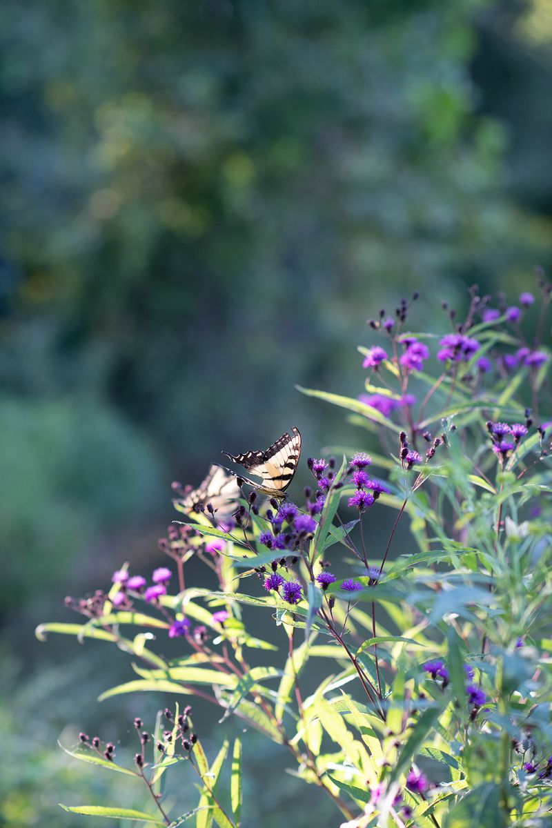 © Alice Proujansky - Swallowtail, Earlysville, VA, 2023. Inkjet Print, 4 x 6 in.