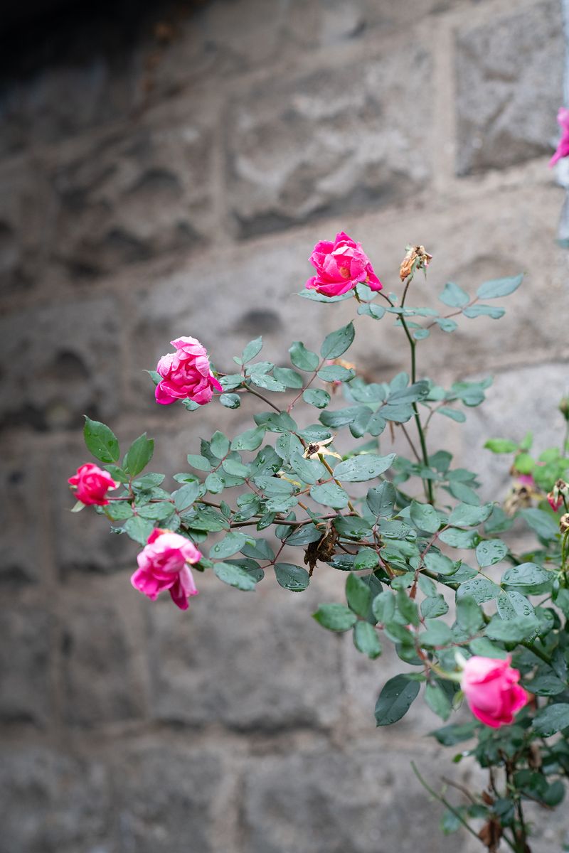 © Alice Proujansky - Some Roses, Brooklyn, NY, 2023. Inkjet Print, 4 x 6 in.