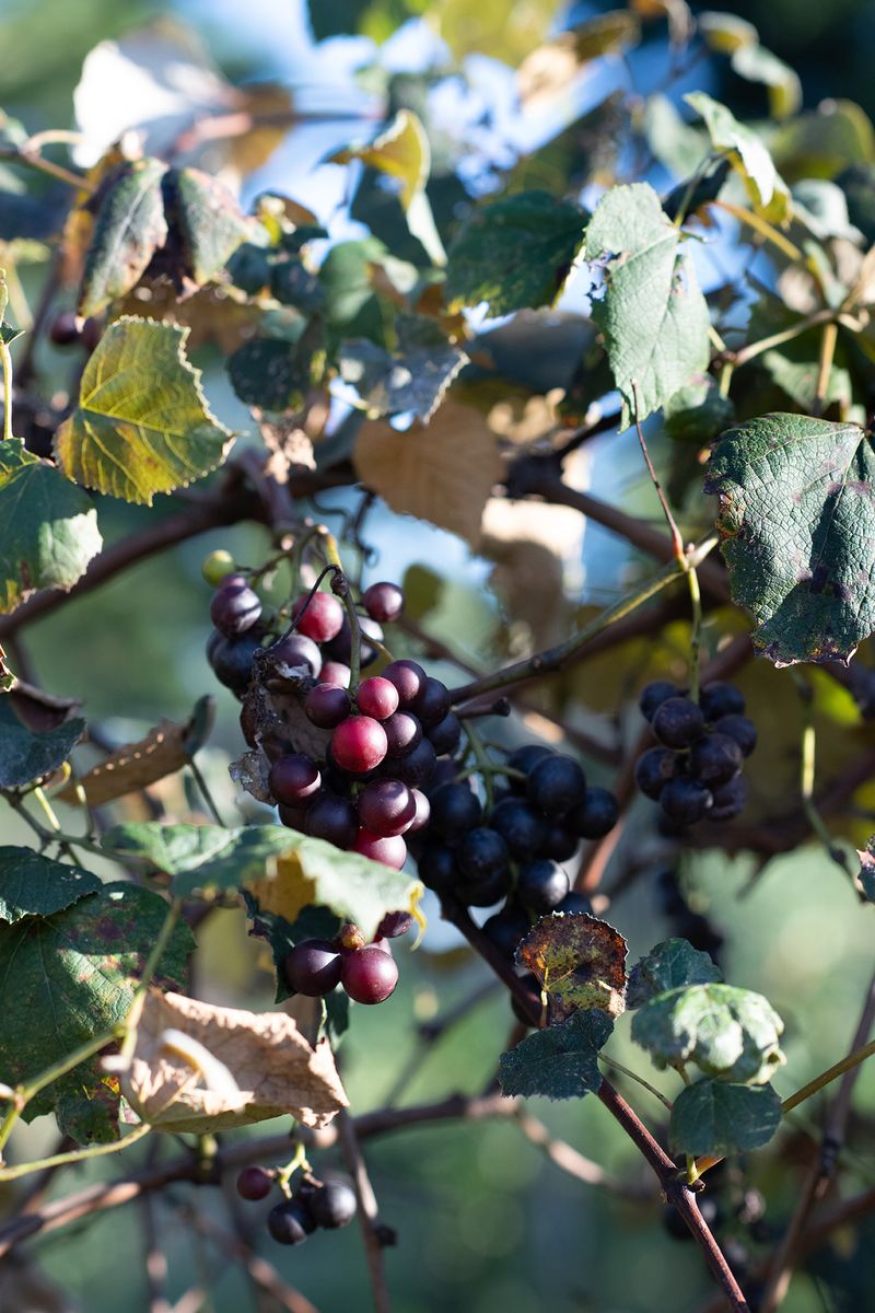 © Alice Proujansky - Grapes, Earlysville, VA, 2023. Inkjet Print, 4 x 6 in.