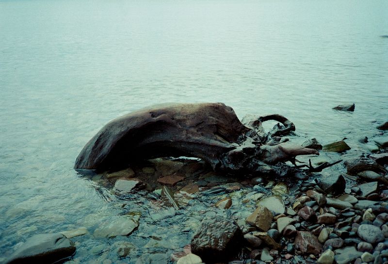 © Søren Lilholt - Untitled (morphōsis racine)