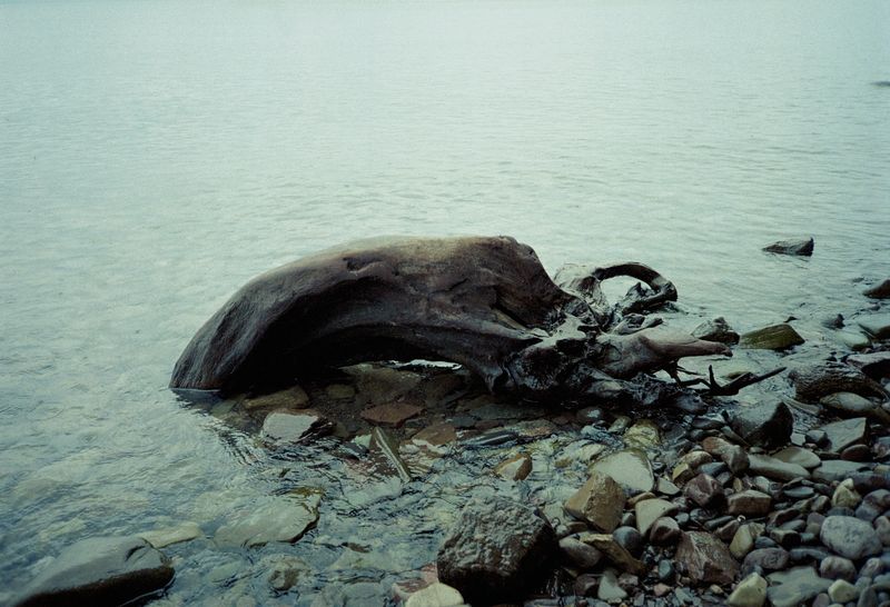 © Søren Lilholt - Untitled (morphōsis racine)