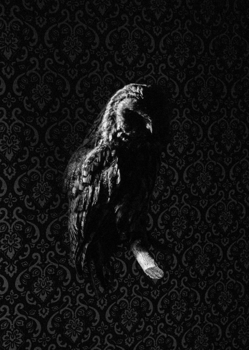 © Søren Lilholt - Untitled (aluco)