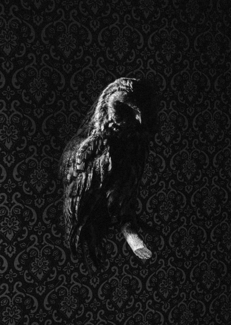 © Søren Lilholt - Untitled (aluco)