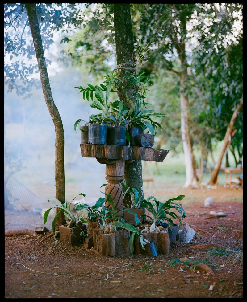 © Mauricio Holc - Orchids from the jungle.