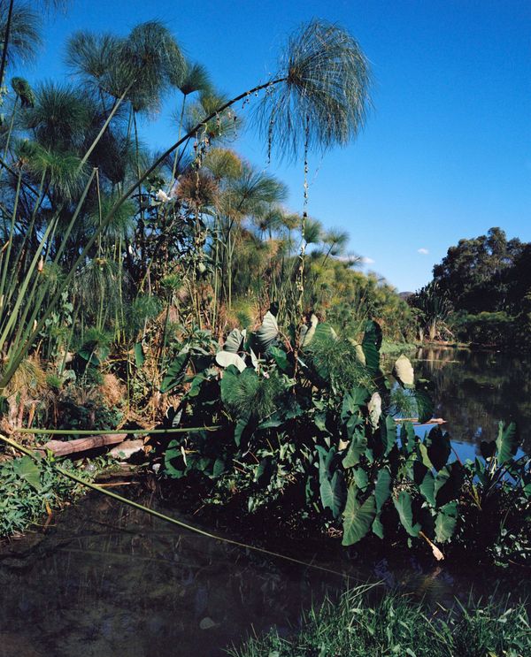 © Charlotte Yonga - Vegetated bank, Ampefy