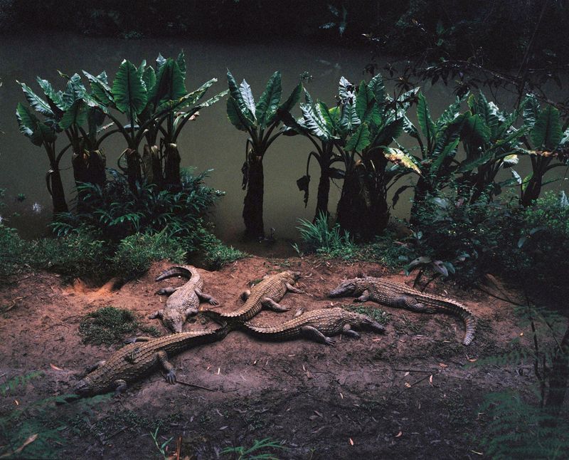 © Charlotte Yonga - Five crocodiles, Andasibe