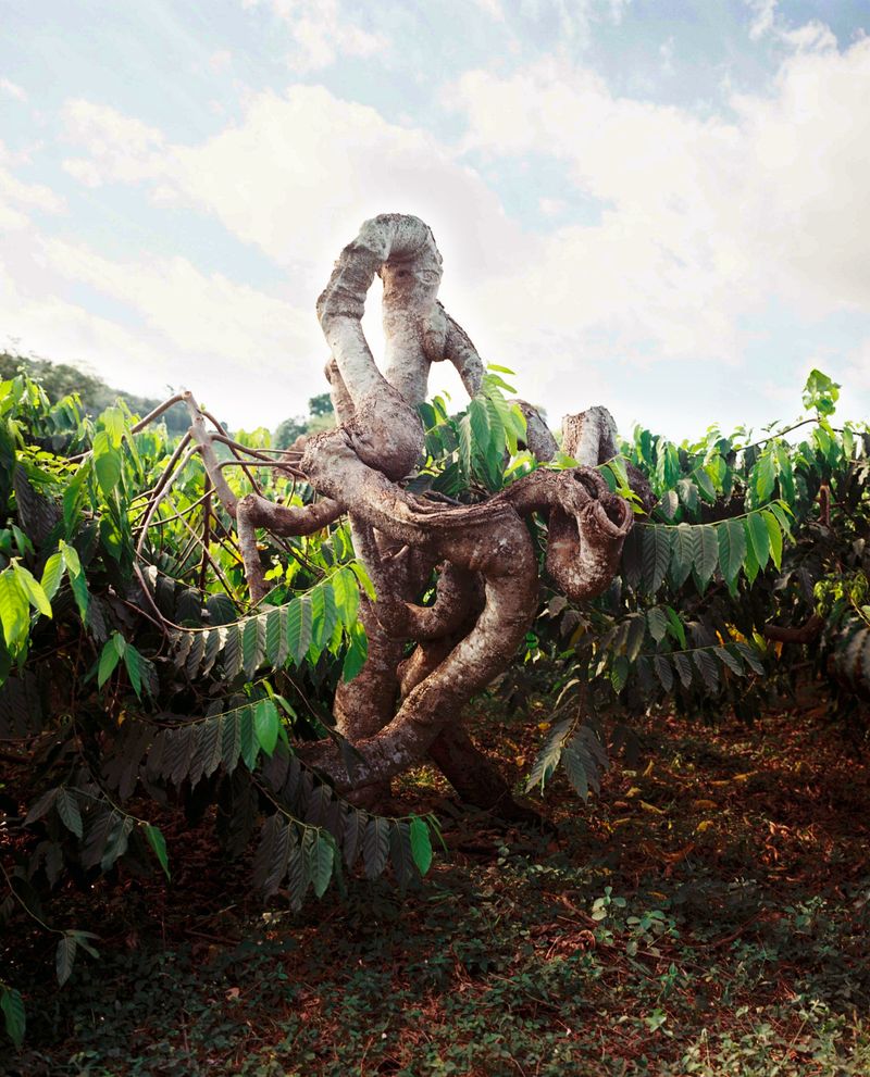 © Charlotte Yonga - Ylan yang tree, Nosy Be