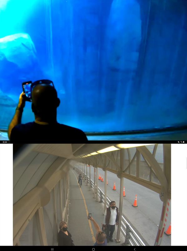 © Alejandro "Luperca" Morales - Public Livestreams: Zoo and Bridge