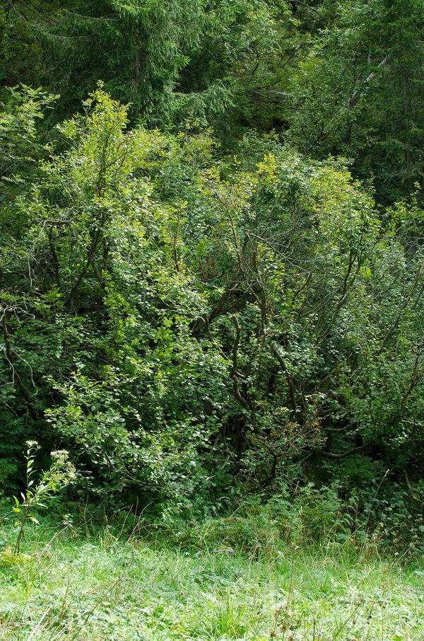 © Alice Dicembrino - Image from the Midriasi photography project