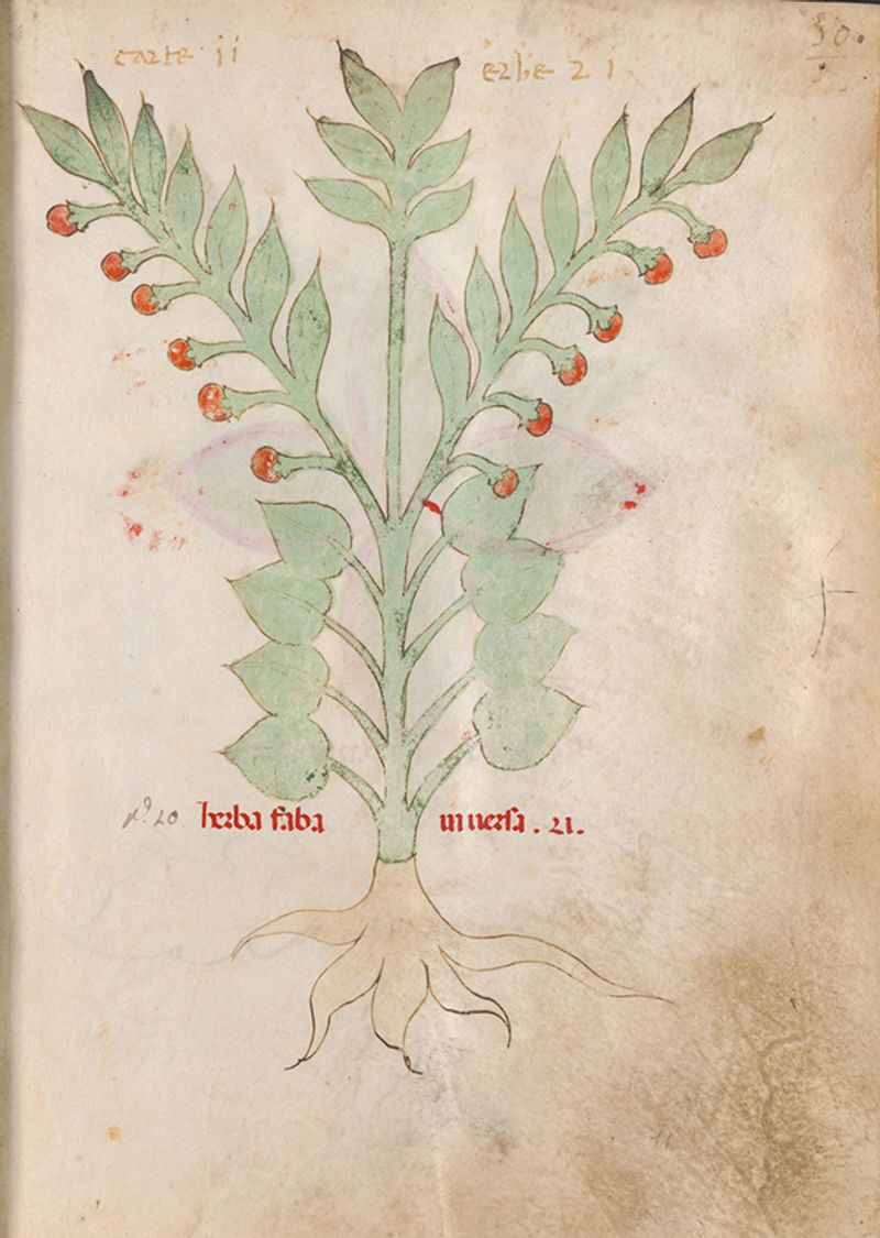 © Alice Dicembrino - Herba Fiaba - A llustration of Atropa Belladonna from the manuscript