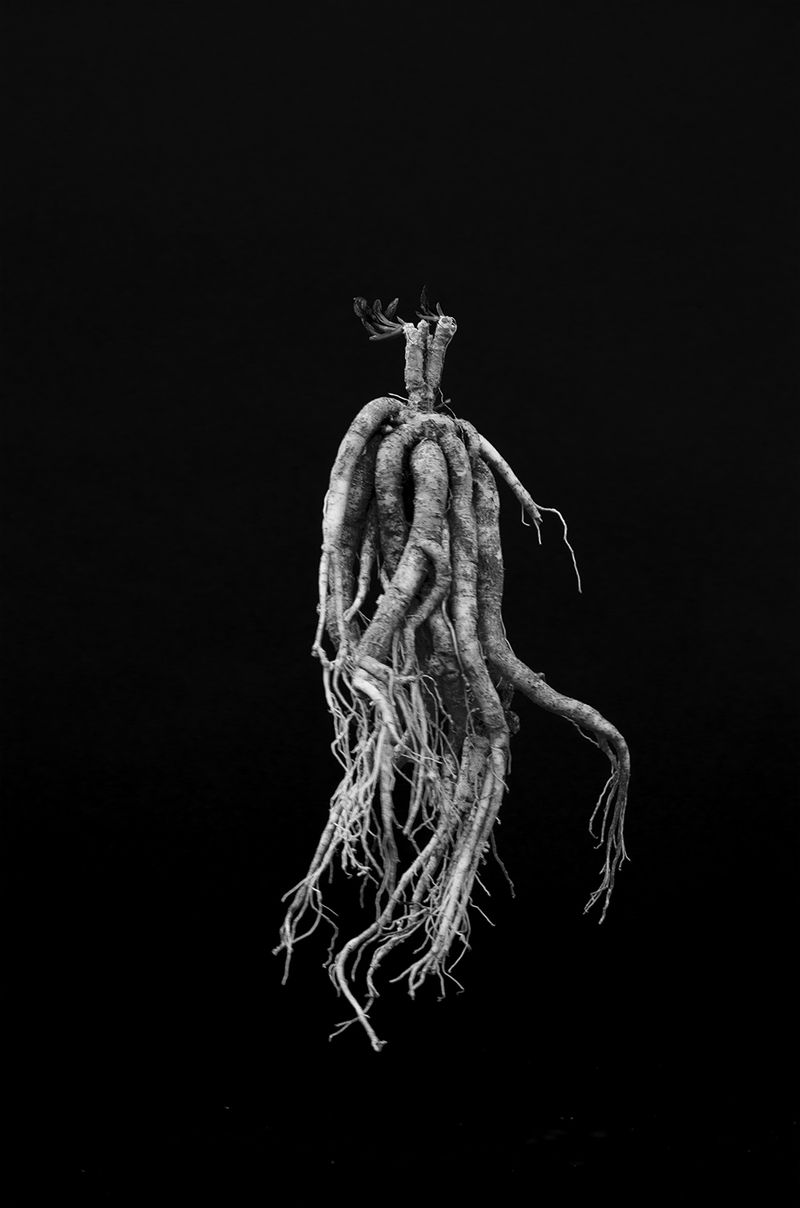 © Alice Dicembrino - Mandragora