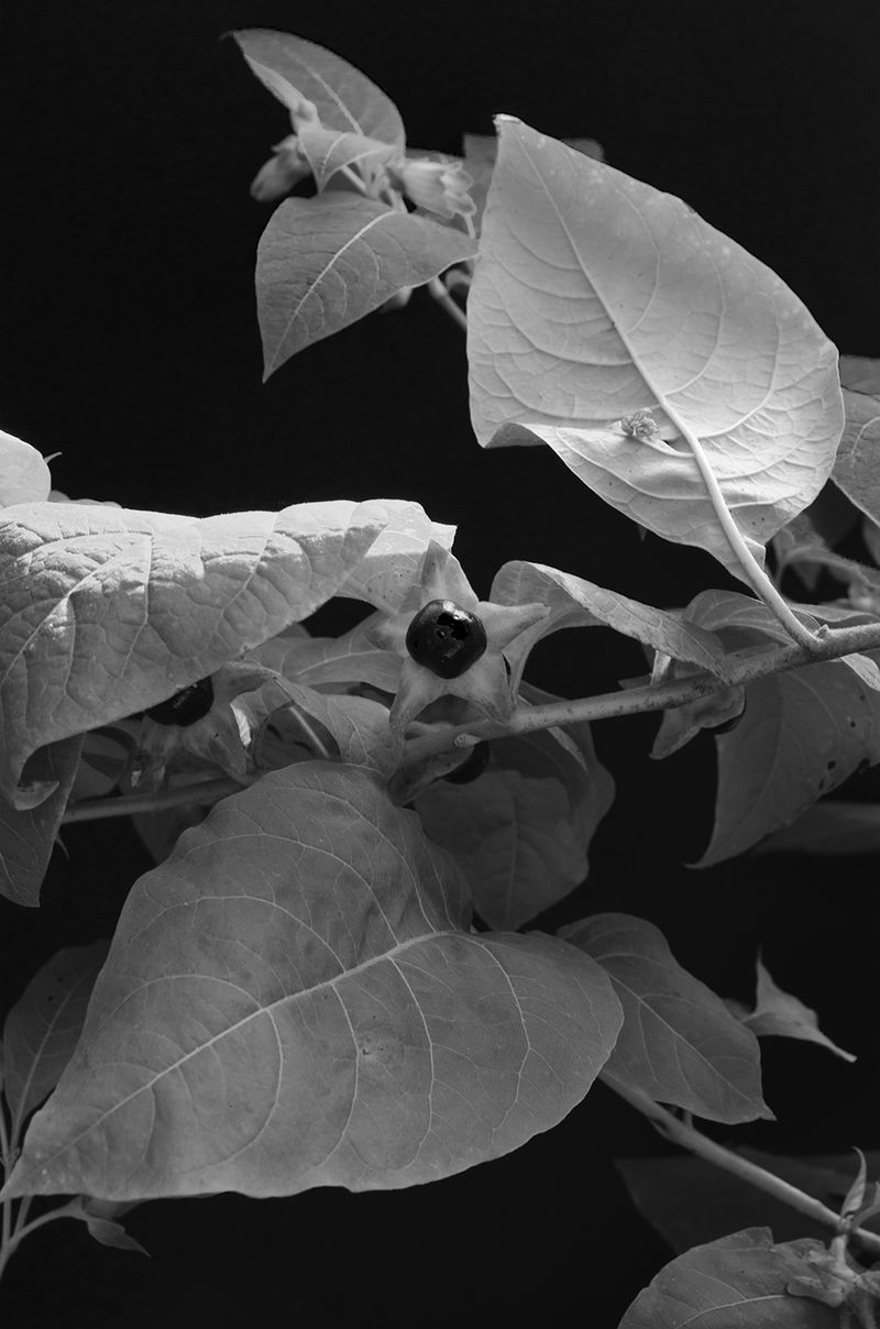 © Alice Dicembrino - Atropa Belladonna