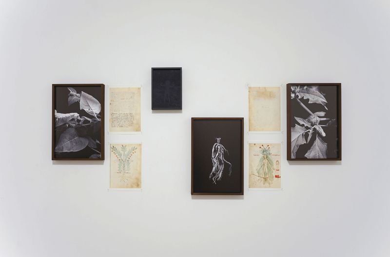 © Alice Dicembrino - Installation View