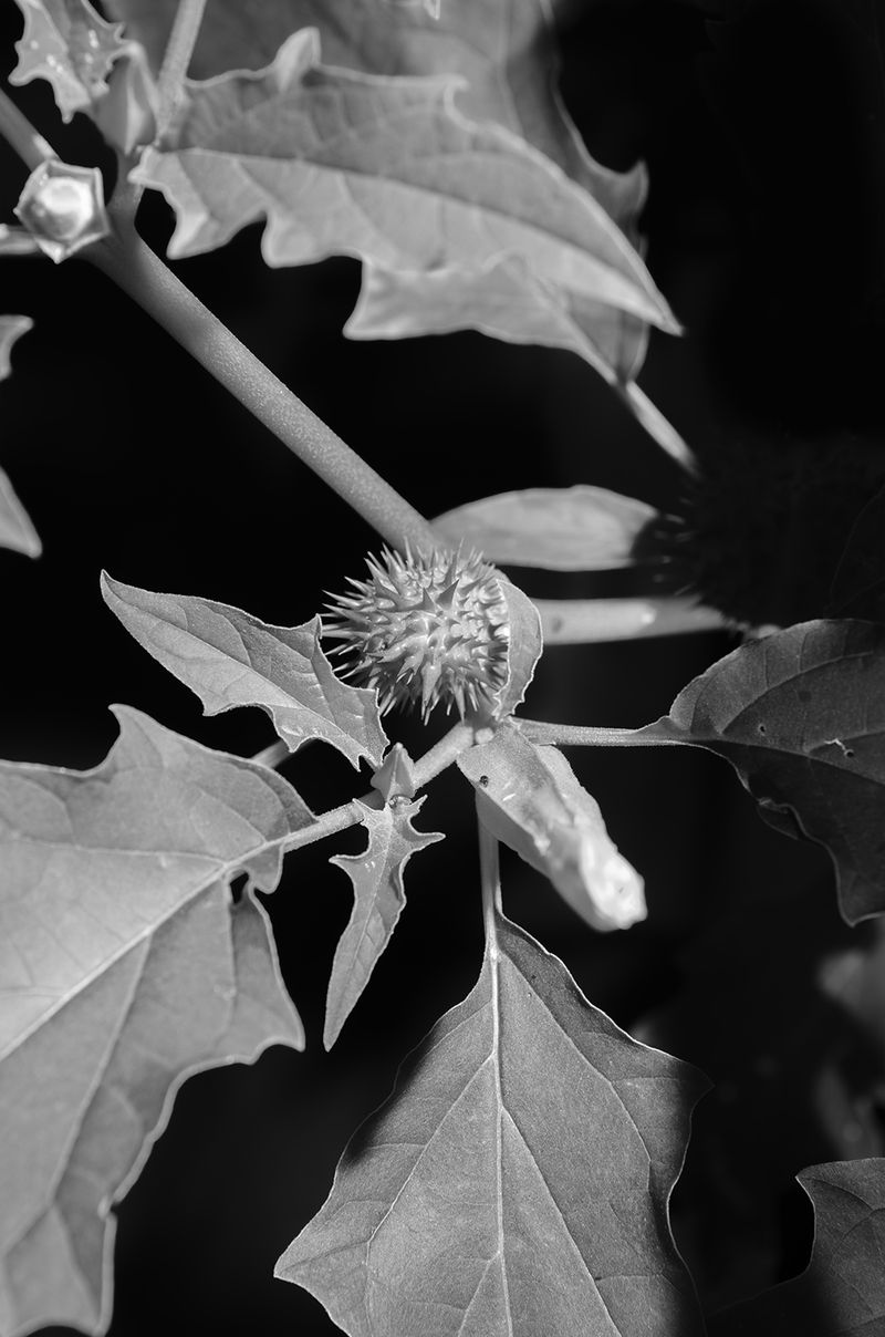 © Alice Dicembrino - Datura Stramonium