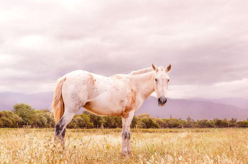 © Marco Vernaschi - Marco Vernaschi · Ahícito Nomás · El Blanco