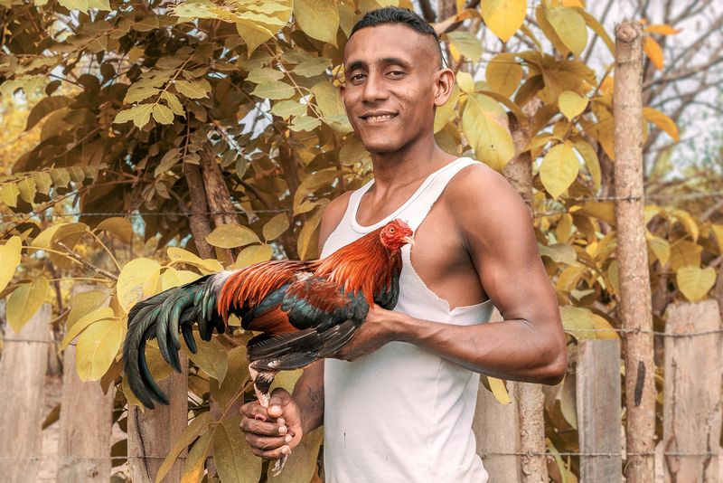 © Marco Vernaschi - The Cockfighter, 33 °C • Puerto Jaime, 2023