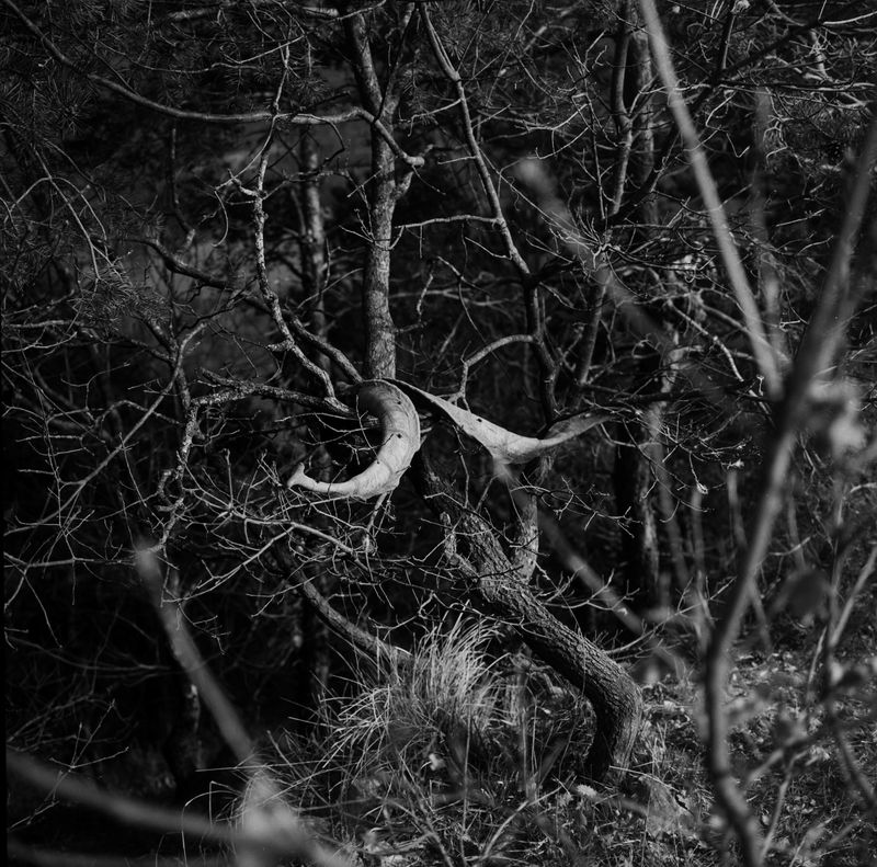 © BECHET BENJAMIN - Image from the Beasts, woods and places photography project