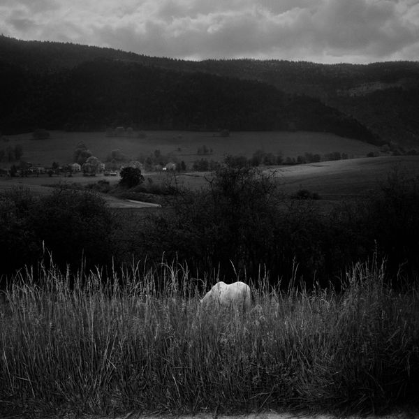 © BECHET BENJAMIN - Image from the Beasts, woods and places photography project