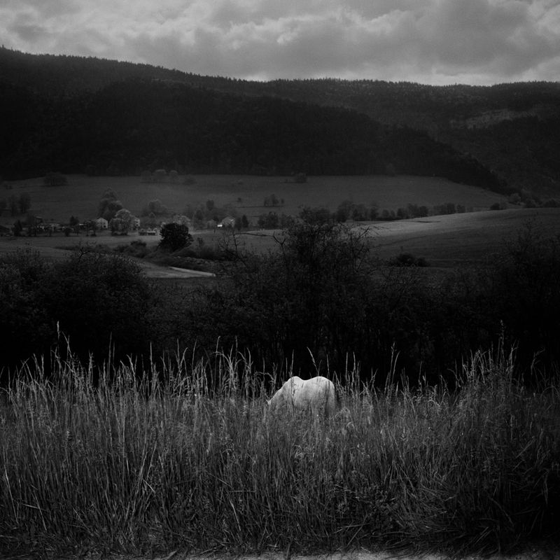 © BECHET BENJAMIN - Image from the Beasts, woods and places photography project