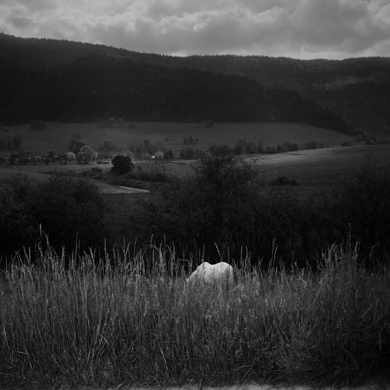 © BECHET BENJAMIN - Image from the Beasts, woods and places photography project