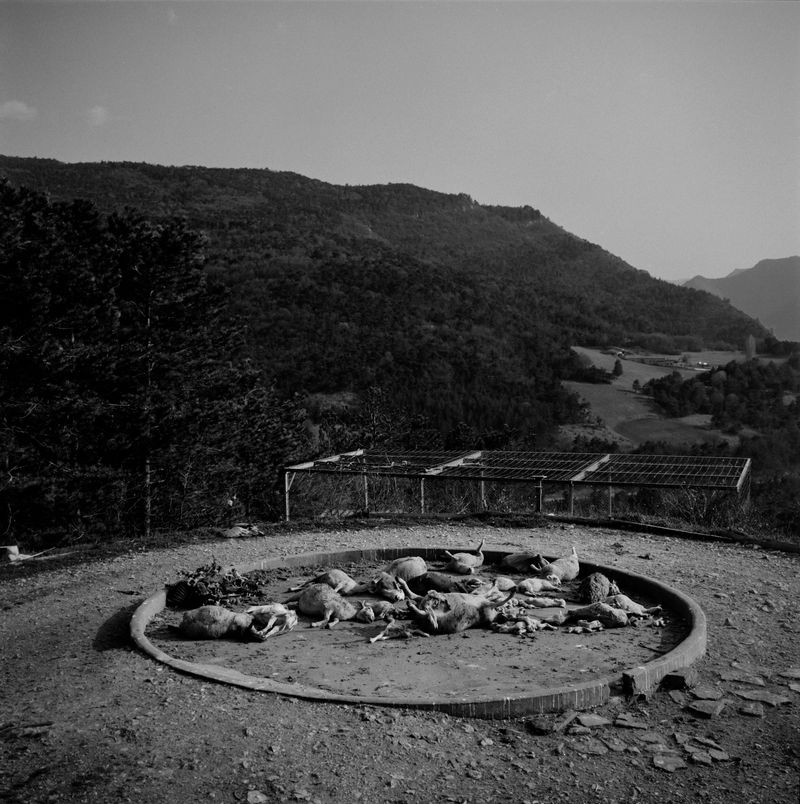 © BECHET BENJAMIN - Image from the Beasts, woods and places photography project