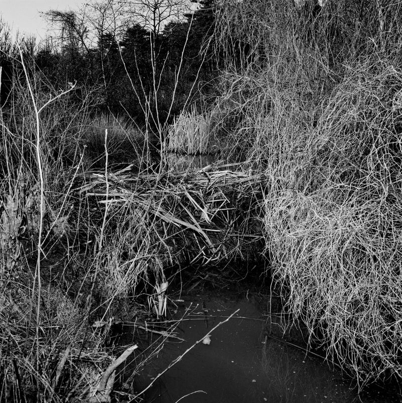 © BECHET BENJAMIN - Image from the Beasts, woods and places photography project