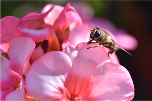 Feeling in the pink!