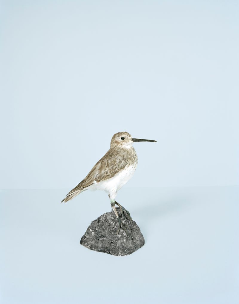 © Edgar Martins - Image from the What Photography & Incarceration have in Common with an Empty Vase photography project