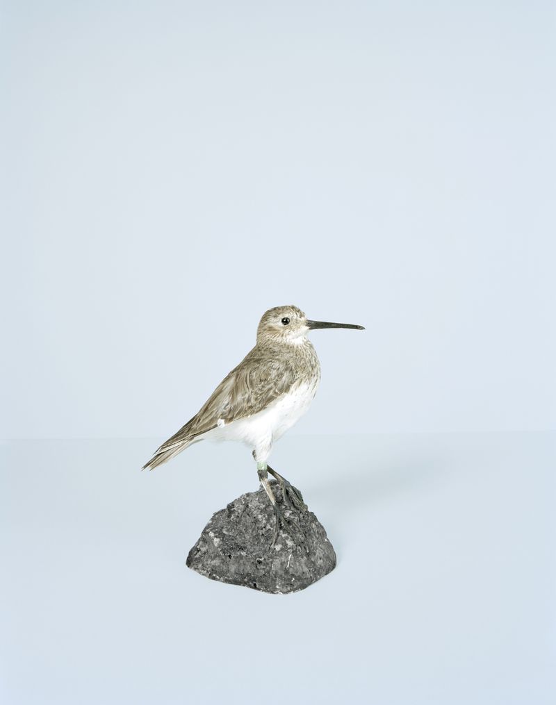 © Edgar Martins - Image from the What Photography & Incarceration have in Common with an Empty Vase photography project