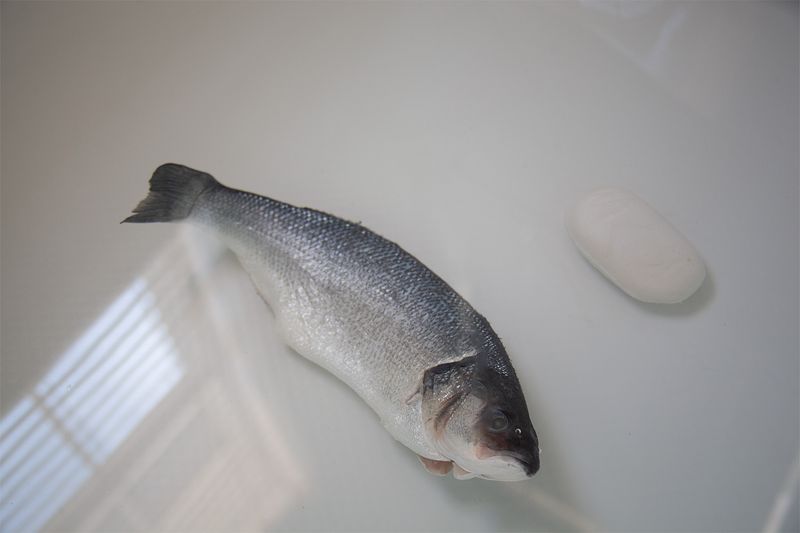 © Darmyn - Con tu amor, you told me not to shower on Viernes Santo because turning into a fish would be a sin.