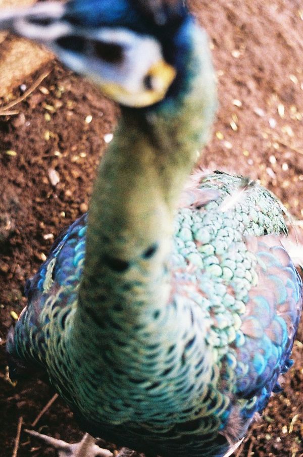 © Dea Ardyanda - Image from the Can You Tickle The Sun's Rays? photography project