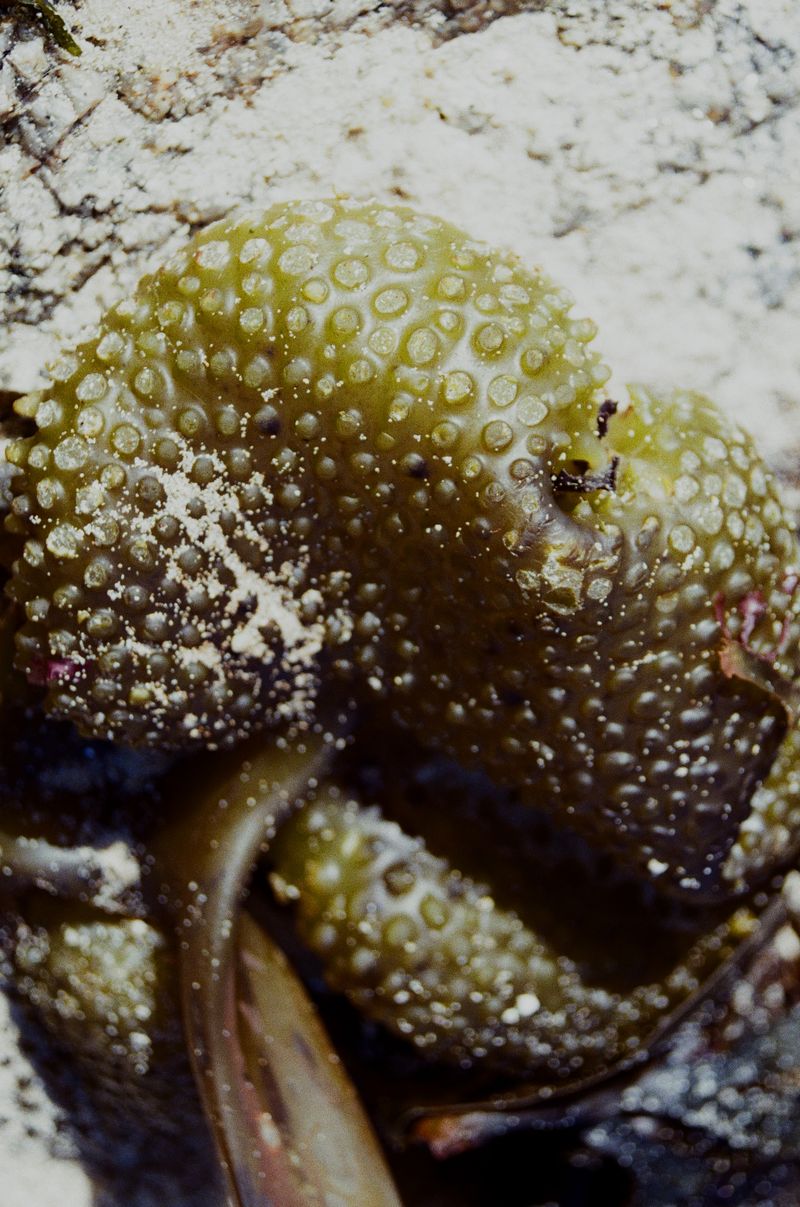 © Dea Ardyanda - Image from the Can You Tickle The Sun's Rays? photography project