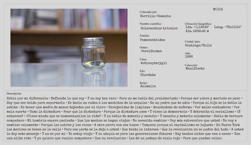 © Camila Ce - Image from the Actinopterygii: hermafroditas de arrecife photography project
