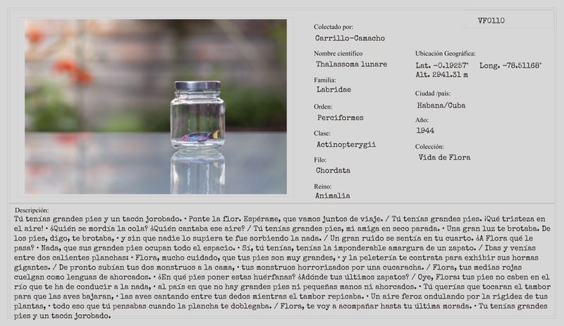© Camila Ce - Image from the Actinopterygii: hermafroditas de arrecife photography project